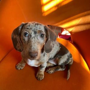 Meet your Posher, Geraldine